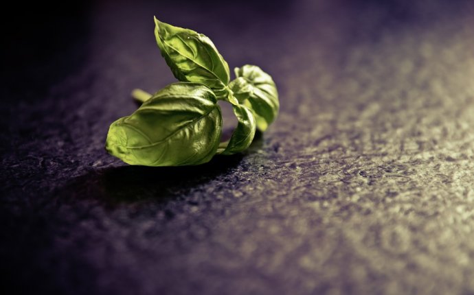 13 Health Benefits & Uses of Sabja Seeds (Tukmaria – Basil Seeds