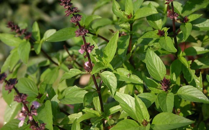 41 Amazing Benefits Of Tulsi/Basil For Skin, Hair And Health – A