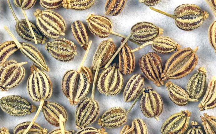 45 Significant Benefits Of Carom Seeds (Ajwain) For Skin, Hair And