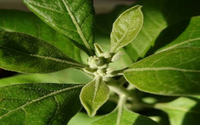 Ashwagandha –Withania somnifera