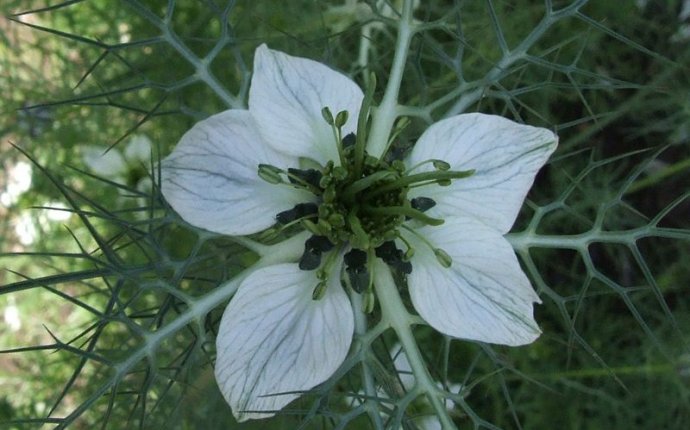 Black Cumin Seeds | Asian Health Secrets