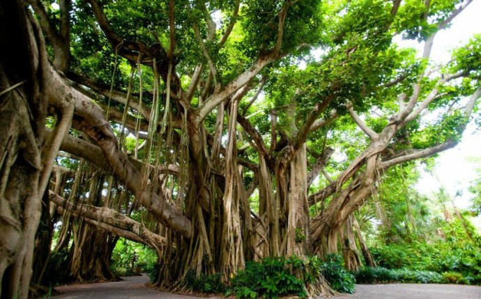 Medicinal Benefits of the Banyan Tree – Ayurveda at its Best