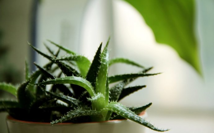 Medicinal use of Aloe Vera in Ayurveda – bimbima