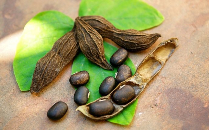 Mucuna Pruriens and Testosterone: Androgenic L-Dopa | Anabolic Men