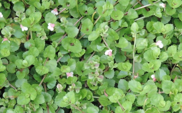 Ondelaga – Brahmi – Gotu Kola | itslife.in