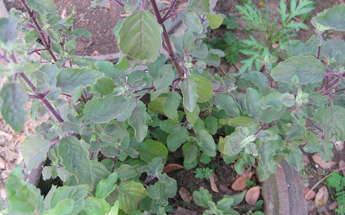 Tulsi – The Queen of All Ayurvedic Herbs | Basmati