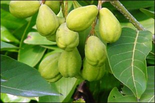 Haritaki, Terminalia chebula