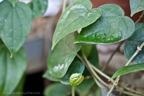 Medicinal uses of Black pepper - plant