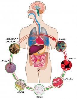 sapta dhatus, seven tissues