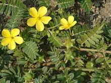 tribulus terrestris health benefits, gokshura health benefits, tribulus for erectile dysfunction, gokshura for low sperm count, tribulus terrestris for low testosterone, gokshura for testosterone