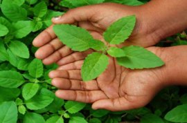 Tulsi, Ocimum Sanctum